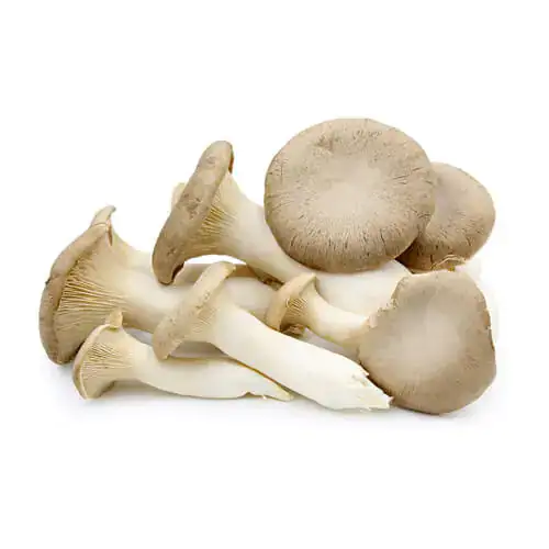 Mushroom Oyster 500g Netherlands